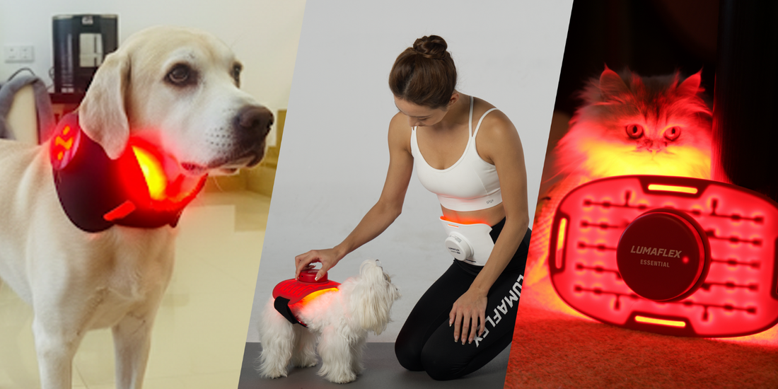 Red Light Therapy for Dogs