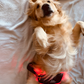 Lumaflex Pet Red Light and Infrared Therapy Wrap