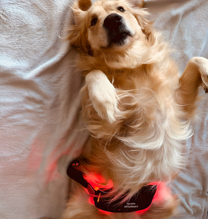 Lumaflex Pet Red Light and Infrared Therapy Wrap